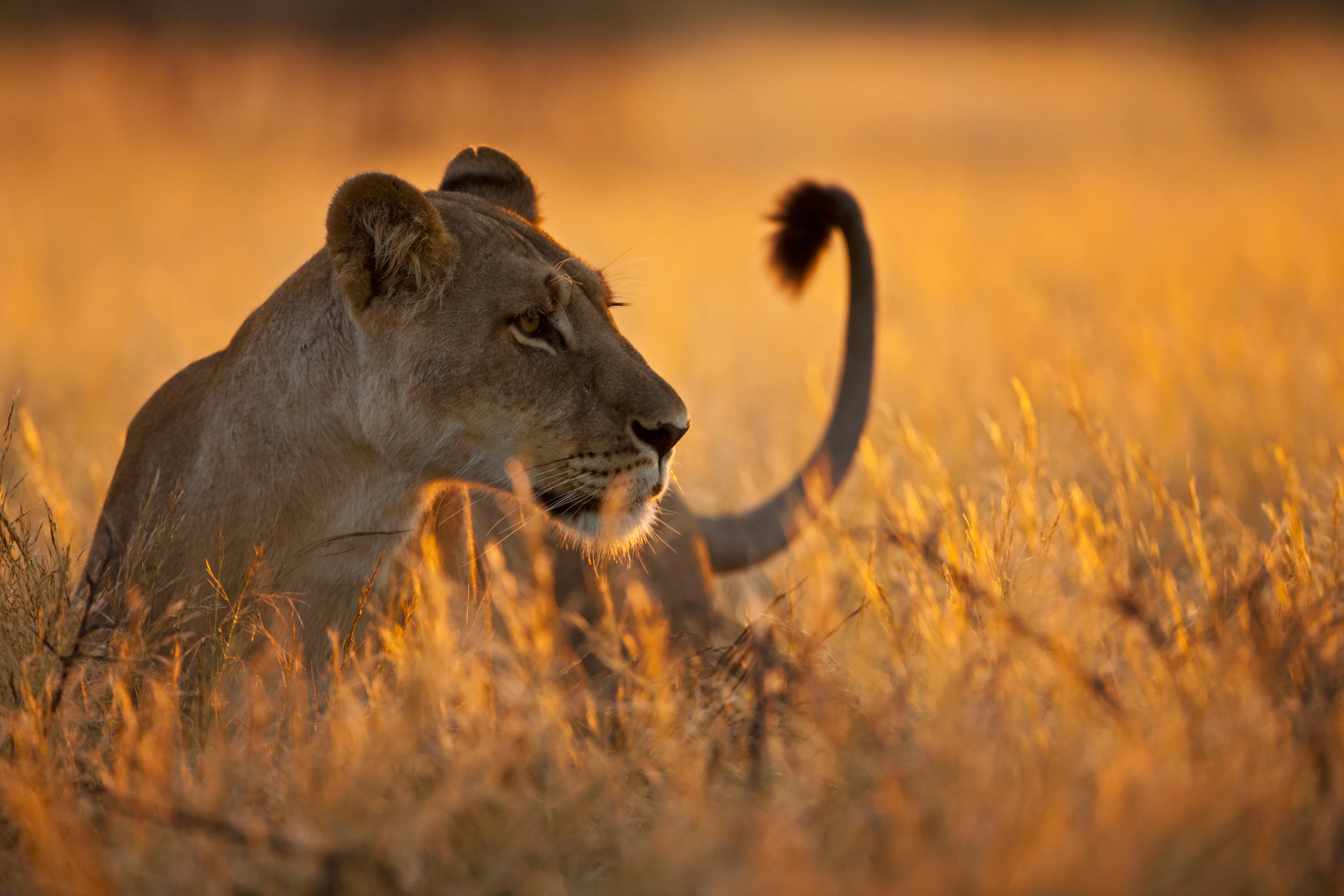 africa-botswana-lioness-in-central-kalahari-game-2026-03-09-04-36-28-utc (1)