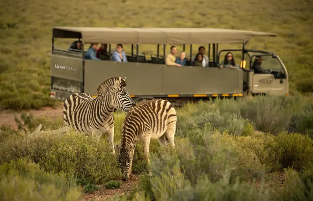 Cape Town Wildlife Safari
