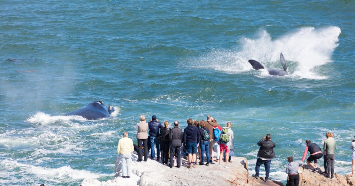 Hermanus Whale Watching
