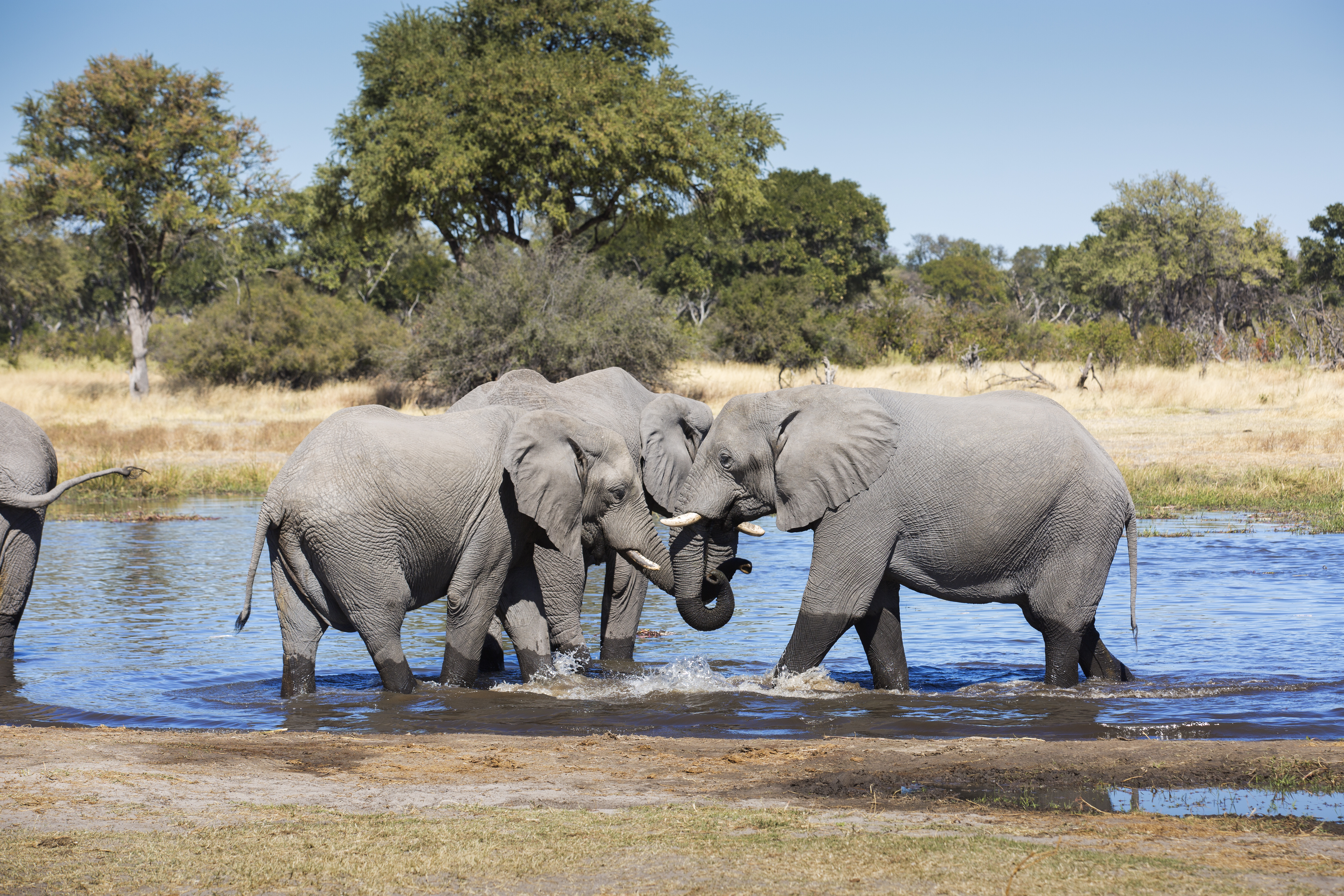 young-elephants-bathing-in-pond-2026-03-25-02-29-42-utc